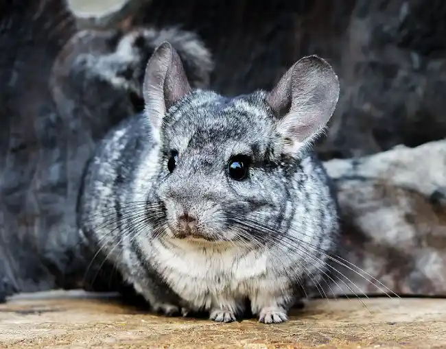 The Spiritual Significance of Chinchillas: A Closer Look at Their Symbolism