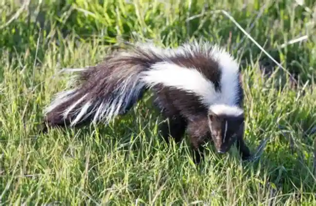 encounter a skunk