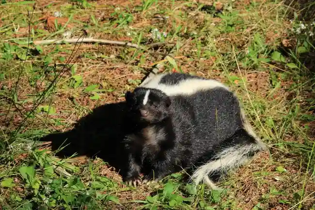 encounter a skunk