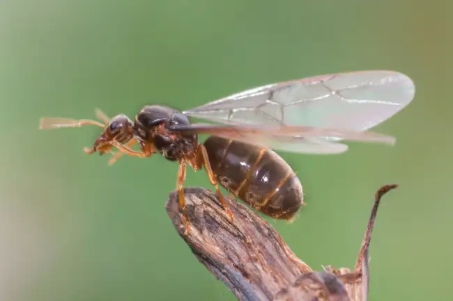 What is the spiritual significance of flying ants?