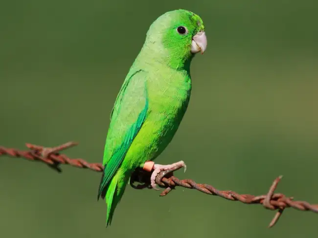 green birds