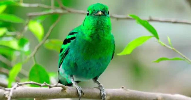 green birds