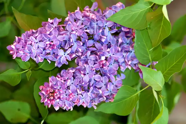 What is the spiritual significance of smelling lilacs?