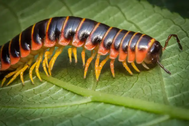 millipedes