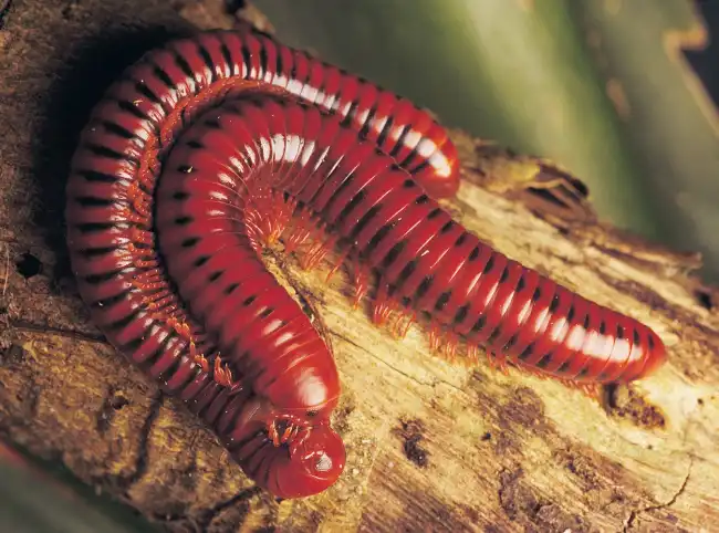 millipedes