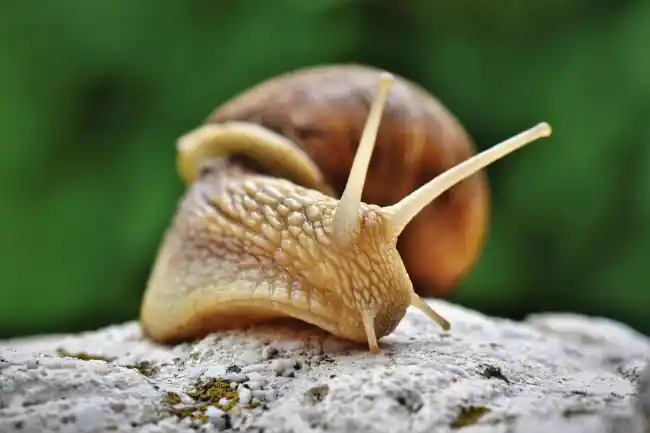 snails