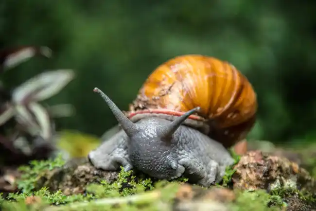 snails