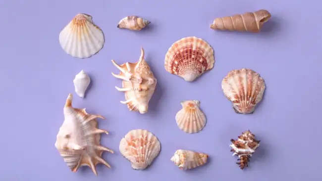 spiral seashells