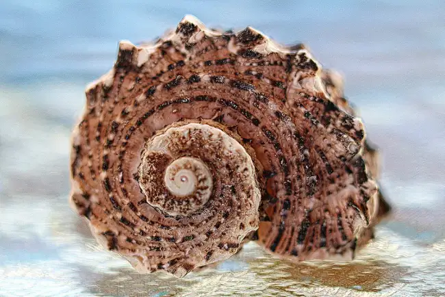 spiral seashells