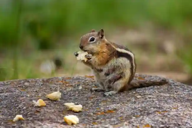 spiritual significance of glimpsing a chipmunk