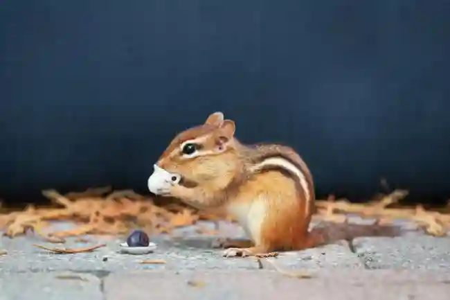 spiritual significance of glimpsing a chipmunk