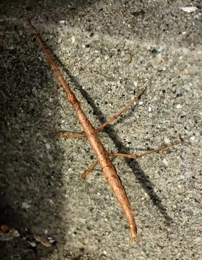 stick bug