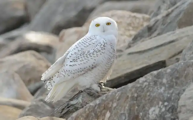 white owls