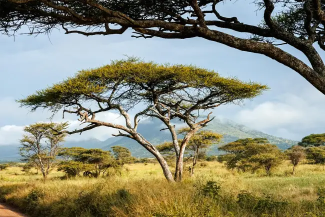 acacia tree