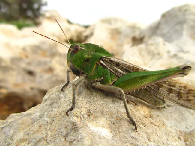 What is the spiritual significance of a grasshopper landing on you?