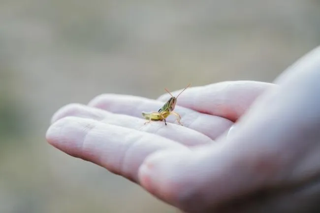 What is the spiritual significance of a grasshopper landing on you?