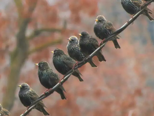 significance of a bird on a wire