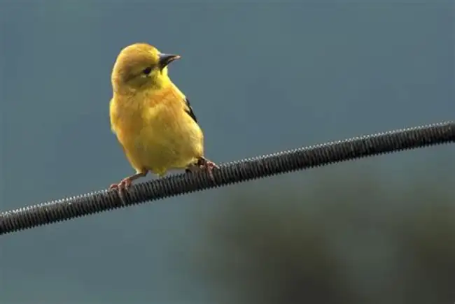 significance of a bird on a wire