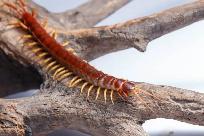 spiritual significance of seeing a centipede in your dream