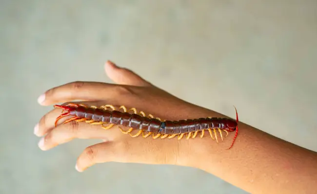 spiritual significance of seeing a centipede in your dream